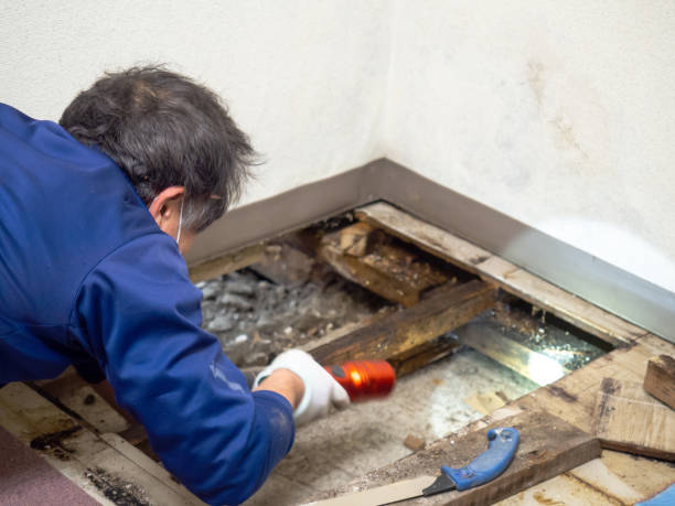Best Localized Mold Remediation (e.g., coastal areas, humid climates) in Westfield, WI