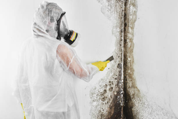Best DIY Mold Remediation Support Services in Westfield, WI
