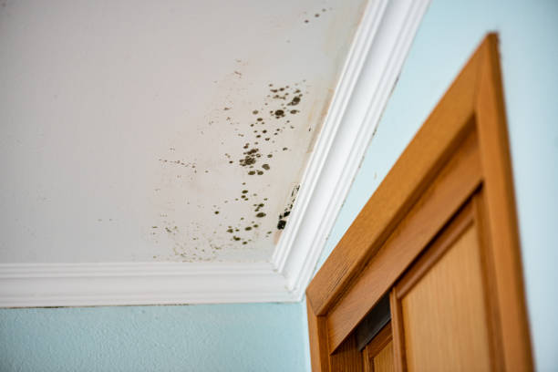 Professional Mold Remediation in Westfield, WI