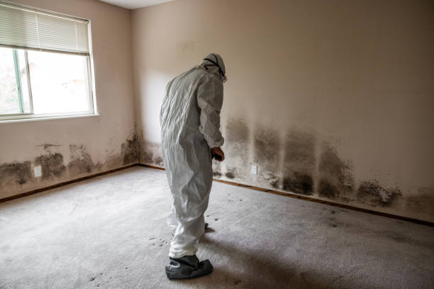 Best Industrial Mold Remediation in Westfield, WI
